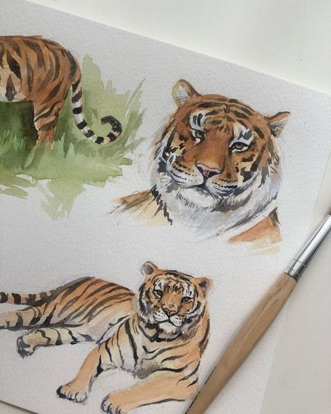 Watercolour Tiger Painting, Tiger Watercolor Painting Easy, Watercolor Painting Animals, Tiger Watercolor Painting, Watercolour Tiger, Draw Tiger, Animal Journal, Tiger Watercolor, Watercolor Painting Easy