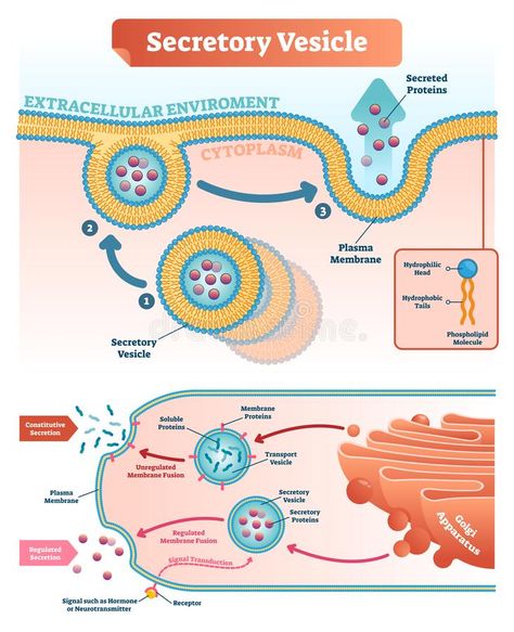 Science Notes Biology, Science Apparatus, Wallpaper Biology, Notes Website, Biology Wallpaper, Aesthetic Biology, Notes Biology, Cell Signaling, Biology Aesthetic