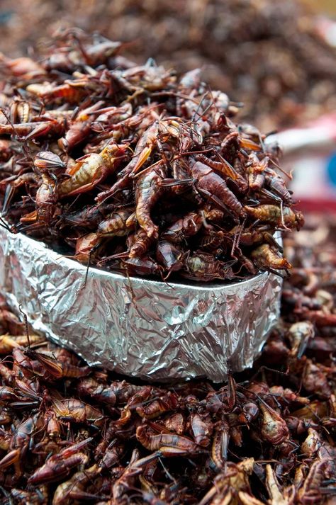 Grasshoppers Bacon Bits Cricket Flour Recipes, South American Food, Aaron Sanchez, Bug Food, Edible Bugs, Eating Bugs, Edible Insects, Almond Flour Cakes, Bizarre Foods