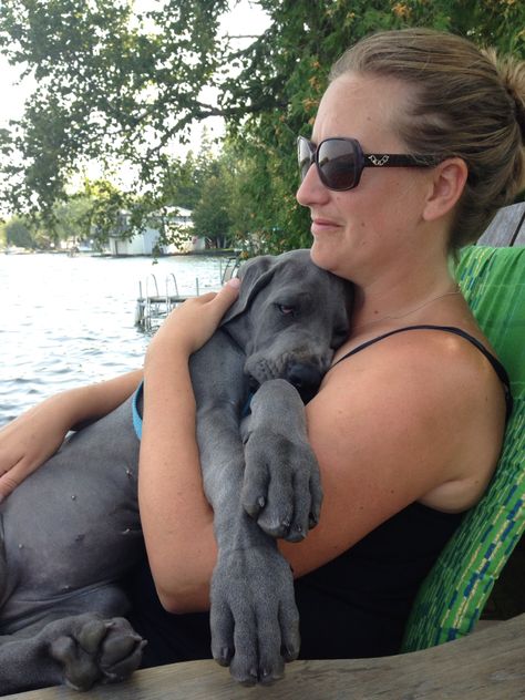 Great Dane Blue, Blue Great Dane Puppies, Blue Great Dane, Great Dane Puppies, Cute Dog Costumes, Blue Great Danes, Dane Puppies, Great Dane Puppy, Dog Exercise