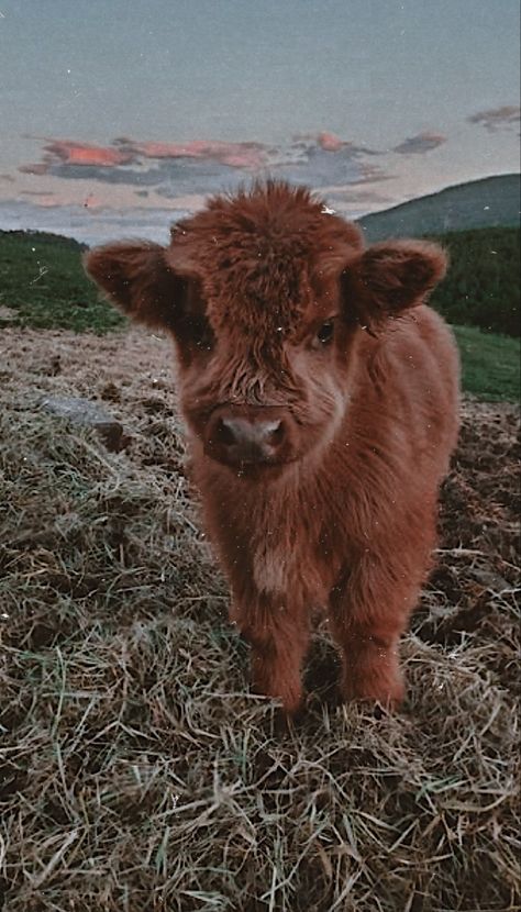 Hyland Cow Wallpaper, Highland Cow Screensaver, Scottish Highland Cow Wallpaper, Cute Fluffy Cow Wallpaper, Country Asthetic Picture Wallpaper, Aesthetic Cows, Cow Wallpapers, Highland Cow Pictures, Long Haired Cows