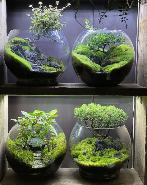 Moss Terrarium Ideas, Terrarium Ideas Unique, Terrariums Ideas, Succulent Plants Indoor, Moss Ideas, Moss Carpet, Best Terrarium Plants, Cozy Cubicle, Closed Terrarium Plants