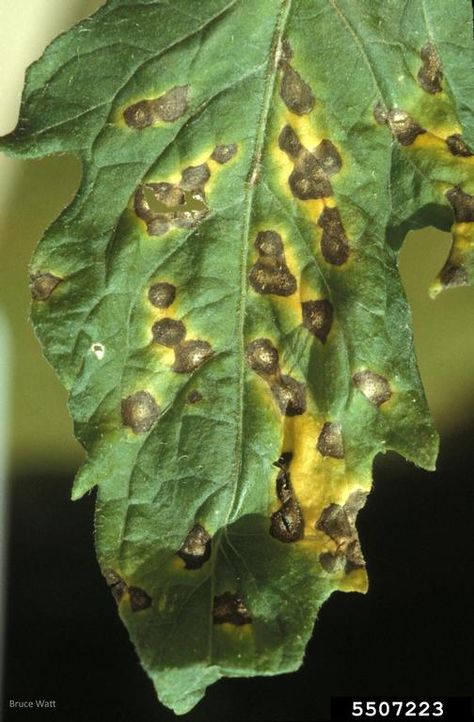 Septppria leaf spot. Note: white pin head in middle of spot. Photo Credit: Bruce Watt University of Maine, Bugwood.com Tomato Diseases, Greenhouse Tomatoes, Tomato Disease, Common Diseases, Pin Head, Plant Tissue, University Of Maine, Victory Garden, Mississippi State University