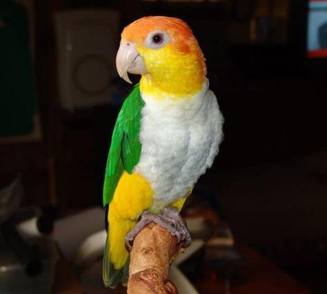 White bellied caique! Caique Parrot, Parrot Training, Parrot Stand, Bird Pet, Conure Parrots, Birds For Sale, Birds Pet, Parrots Art, African Grey