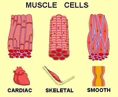 Clash of Worlds : The Muscular System Muscular System Project, Muscle Cell, Human Body System, Muscular System Anatomy, The Muscular System, Tissue Biology, Human Muscle Anatomy, Muscle System, Basic Anatomy And Physiology