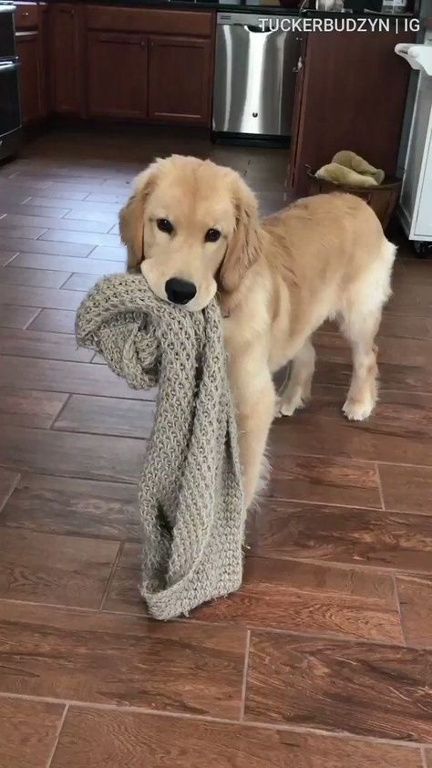 Puppy Fever Cute Puppies Golden Retriever, Golden Retriever Gif, Dog Videos Funny, Funny Animals Videos, Chien Golden Retriever, Golden Retriever Funny, Dog German, Dog Videos, Retriever Puppy