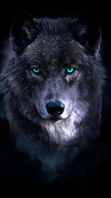 Wolf With Blue Eyes, A Wolf, Blue Eyes, Books Wattpad, Wattpad, Books, Blue, Art