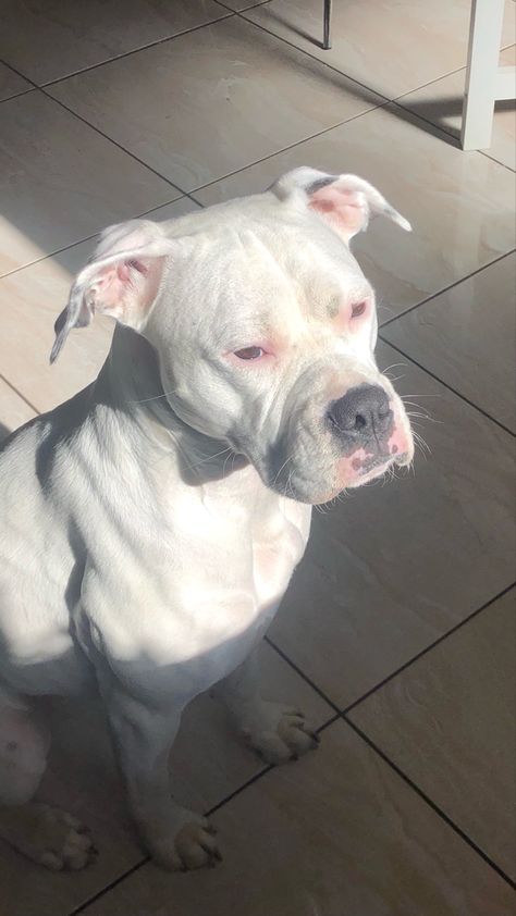 a white boxer breed dog sitting on a lightly coloured large tile floor. she is sitting in sunlight and her eyes shine! White Pitbull Aesthetic, All White Pitbull, Albino Pitbull, White Pitbull Puppies, White Boxer Puppies, Pitbull Boxer Mix, Xl Pitbull, White Boxer Dogs, White Pitbull