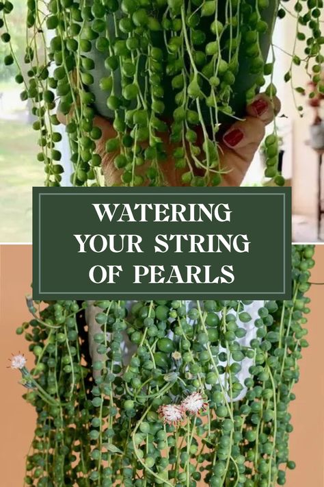 Wondering how to properly water your String of Pearls plant? Discover the tricks to keeping your Senecio Rowleyanus lush and healthy! Learn when to water, how much moisture your beautiful succulent needs, and tips to avoid common mistakes. By following simple guidelines, you can elevate the care of your plants and ensure they thrive. This ultimate guide will help you understand the watering habits of String of Pearls, so your plant can flourish and even grow those enchanting trailing beads we're all loving. String Of Pearls Plant Care, Succulent Fertilizer, String Of Pearls Plant, Plant Watering, Sea Plants, String Of Pearls, World Of Interiors, Water Plants, Cacti And Succulents