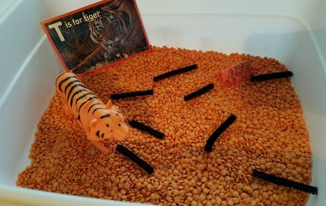 Zoo theme Tiger sensory bin Tiger Projects For Preschool, Tiger Activities For Preschool, Tiger Activity For Preschool, The Tiger Who Come To Tea Eyfs, Tiger Sensory Play, The Tiger Who Came To Tea Activities, Open House Gift, Book Themed Activities, Chinese New Year Crafts For Kids