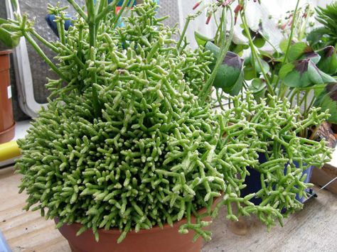 Rhipsalis cereuscula (Coral Cactus) is a shrubby to bushy, epiphytic cactus, up to 3 feet (60 cm) long. It forms small light green stems... Rhipsalis Cereuscula, Flower Bookey, Coral Cactus, Purple Succulents, Blooming Cactus, Types Of Succulents, Hanging Succulents, Low Maintenance Plants, Cactus Y Suculentas