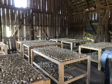 Our garlic rack for curing that we started to use in 2018.  Much easier method than hanging! Garlic Curing Rack, Drying Garlic Hanging, Garlic Drying Rack, Garlic Storage Ideas, Garlic Curing, Onion Drying Rack, Onion And Garlic Storage, Garlic Drying, Drying Garlic