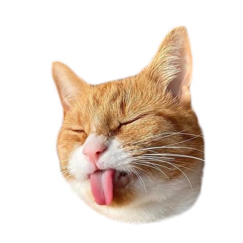 #pet #cats #catlover #catcare #catmom #catfacehair #catface #shy #joke #memesdaily #adorable #catdad #catoftheday #catwoman #catstuff Funny Cat Face, Pet Advertising, Moodboard Png, Cat App, Photoshop Tutorial Graphics, Printable Wall Collage, Funny Cat Faces, Online Scrapbook, Eye Drawing Tutorials