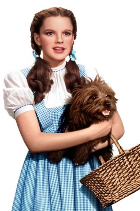 The wizard of OZ<3 Toto Wizard Of Oz, Wizard Of Oz Pictures, Oz Characters, Wizard Of Oz Characters, Wizard Of Oz Movie, Dorothy Wizard Of Oz, Wizard Of Oz 1939, Dorothy Gale, Bad Witch