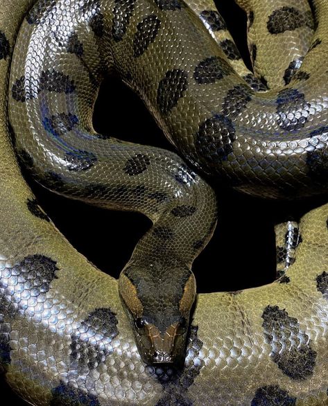 Green Anaconda Snake, Medusa Reference, Snake Priestess, Titanoboa Snake, Giant Anaconda, Anaconda Snake, Green Anaconda, Wood Dragon, Largest Snake