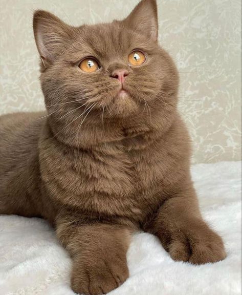 Brown Cat With Yellow Eyes, All Brown Cat, Chocolate British Shorthair Cats, Cute White Cats, Brown Cats, Gus Gus, Regnul Animal, Dream's Cat, British Shorthair Cats