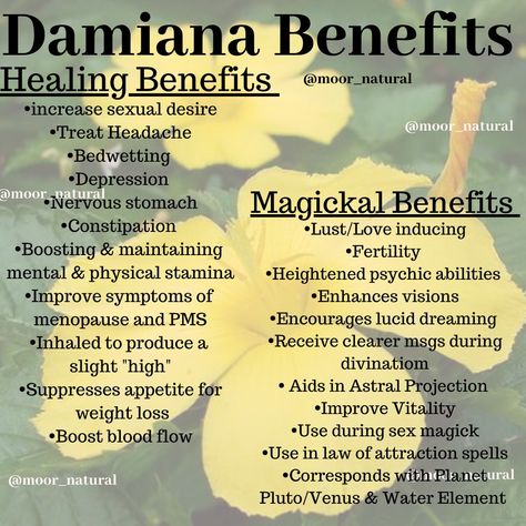 Healing & Magickal Benefits of Damiana Damiana Magical Uses, Damiana Herb Benefits, Damiana Recipes, Damiana Tea Benefits, Damiana Magical Properties, Damiana Plant, Damiana Benefits, Damiana Herb, Herb Knowledge