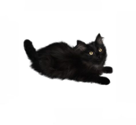 Dark Academia Png, Black Cat Png, Cat App, Cat Dark, Minimalist Icons, Cat Pose, Cat Icon, Png Icons, Phone Themes