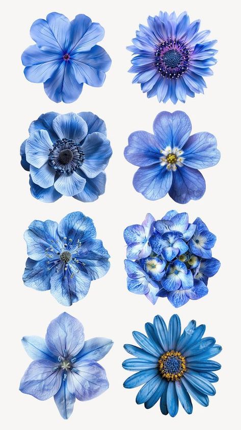 Editable blue flower element set | premium image by rawpixel.com / Fluke Blue Scrapbook, Blue Flower Design, Light Blue Aesthetic, Flower Stock, Cute Food Drawings, Flower Blue, Flowers Blue, Digital Sticker, Blue Flower