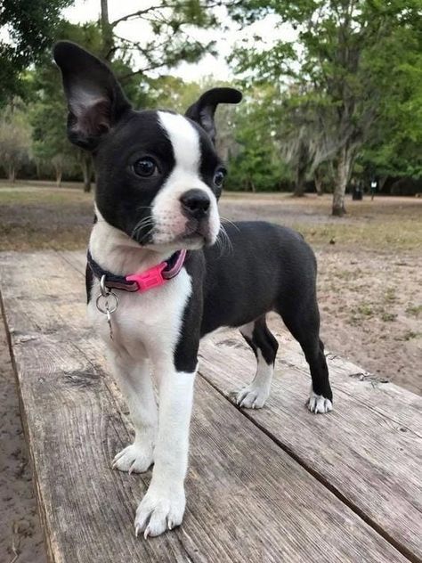 Top Dog Breeds, Boston Terrier Love, Boston Terrier Puppy, Terrier Puppies, Boston Terrier Dog, White Dog, Terrier Dog, Pitbull Terrier, Dog Names