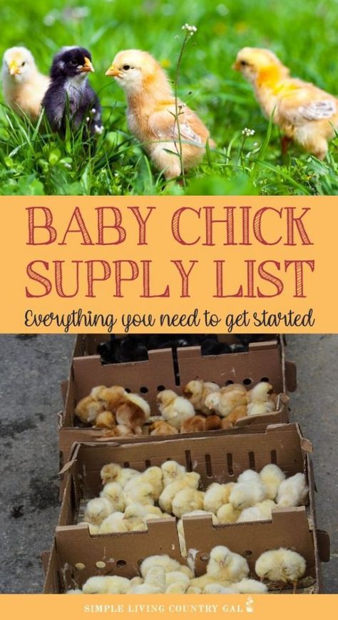 Chicks For Beginners, Chickens For Beginners, Chick Brooder, Chicken Brooder, Chicken Flock, Raising Farm Animals, Raising Chicks, Egg Laying Chickens, Baby Chicken