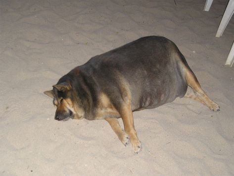 25 Animals That Are Too Fat To Function - this can't be real. Fat Animals, The Meta Picture, Fat Dogs, Big Boned, Memes In Real Life, Smile Smile, Funny Life, Dog Care Tips, Dog Care