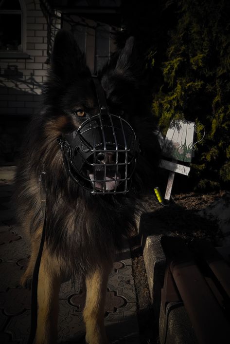 My favorite dogs Guard Dog Aesthetic, German Shepherd Aesthetic, Shepherd Aesthetic, Teeth Aesthetic, Aesthetic Animals, Dog Aesthetic, Dog Muzzle, Mask Ideas, Guard Dog