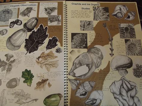 Art Sketchbook - observational drawings of organic forms // Art student portfolio Observational Drawings, Sketchbook Layout, Student Portfolio, Textiles Sketchbook, Natural Form Art, Gcse Art Sketchbook, A Level Art Sketchbook, Observational Drawing, Art Student