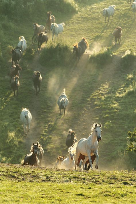 wild horses Cai Arabi, Ahal Teke, Horses Running, Majestic Horse, All The Pretty Horses, Horse Crazy, Pretty Horses, Horse Pictures, Horse Love