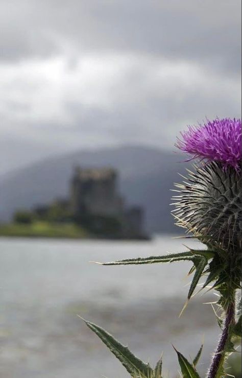 Scottish Interiors, Scotland Thistle, John Kelly, Castles To Visit, Woodland Cottage, Scottish Countryside, Eilean Donan, Thistle Flower, Uk Photography