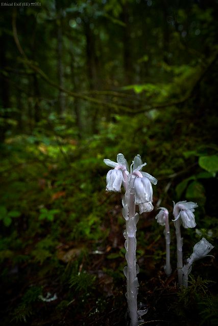 Monotropa Uniflora, Ghost Flowers, Ghost Flower, Plants Photography, Ghost Plant, Plant Photography, Bc Canada, Flower Plant, Terrace