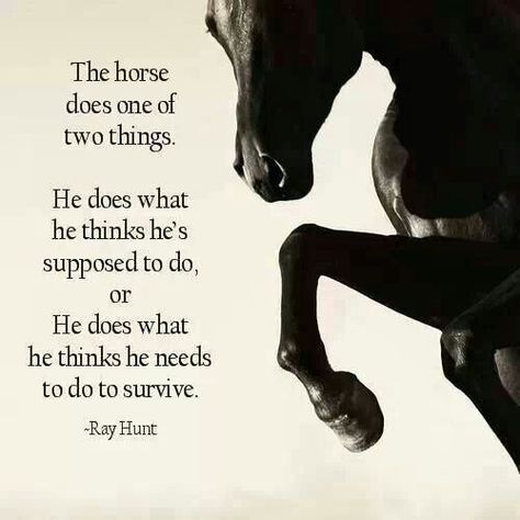 War Horse - Quotes Equine Quotes, Fun Puns, Horse Meme, Inspirational Horse Quotes, Horse Riding Quotes, Healthy Horses, Equestrian Quotes, Cowgirl Quotes, Riding Quotes