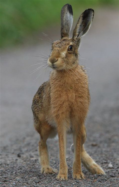 Reino animal, filo cordados, clase mamíferos, orden lagomorfos, género liebre Tattoo Nature, Wild Hare, Brown Rabbit, Arte Doodle, Jack Rabbit, British Wildlife, Animal Photo, Watch Video, Woodland Animals