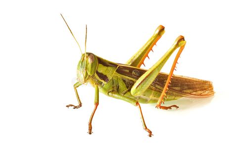 Grass hopper. Close-up of a green grass hopper against a white background , #Affiliate, #Close, #hopper, #Grass, #green, #background #ad Grass Hopper, Oc Things, Grass Green, Green Grass, Green Background, A White Background, Stock Images Free, Bugs, Photo Image