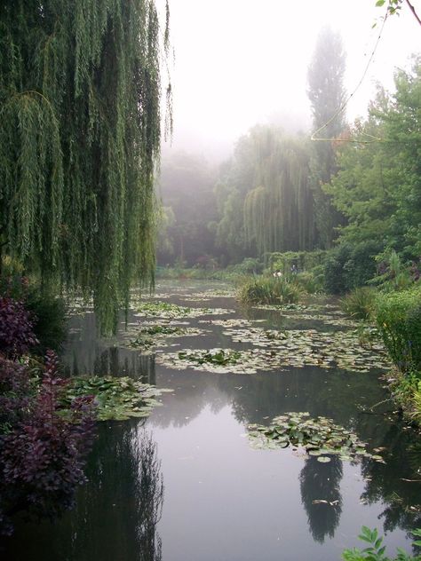 Willow Garden, Weeping Willow Tree, Ad Astra, Weeping Willow, Night Scenery, Tree Wallpaper, Willow Tree, Nature Aesthetic, Water Lilies