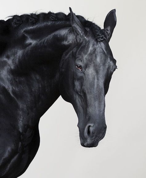 Akhal-teke, Baroque Horse, Melanistic Animals, Horse Poses, Painted Horses, Horse Reference, Horse Anatomy, Horse Inspiration, Animal Study