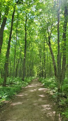 Beautiful Hiking Trails, Walking Trails Aesthetic, Summer Forest Wallpaper, Aesthetic Places Nature, Pictures Of The Forest, Picture Of Forest, Trails In The Woods, Walking Through Forest, Road In Forest