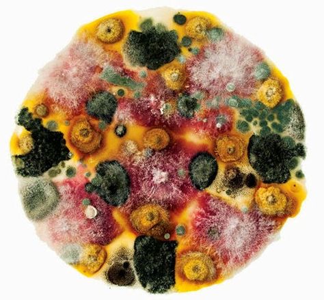 BioArt - A Petri Dish Instead of A Palette Petri Dish Art, Decay Art, Dish Art, Growth And Decay, Petri Dishes, Biology Art, Bio Art, Petri Dish, Scalpel