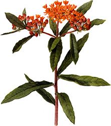 Pleurisy Root Chest Congestion Relief, Remedies For Chest Congestion, Chest Congestion Remedies, Scientific Drawing, Printmaking Projects, Asclepias Tuberosa, Congestion Relief, Chest Congestion, Mountain Laurel