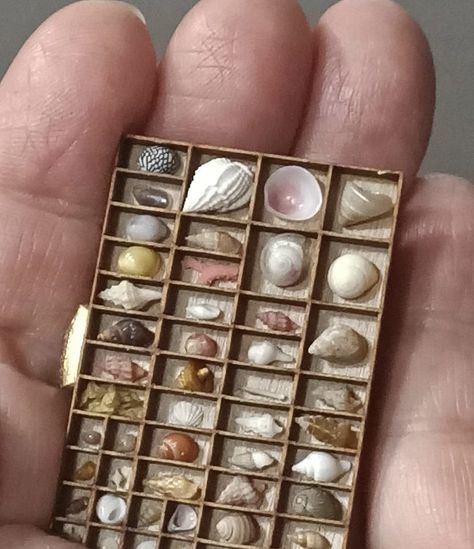 Seashell Display, Seashell Art Diy, Sea Shells Diy, Shell Display, Shells Diy, Shell Crafts Diy, Shell Collection, She Sells Seashells, Beach Diy