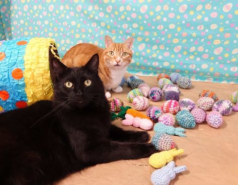 How to Celebrate Easter with Cats! Declawing Cats, Feline Anatomy, Easter Cat, Easter Cats, Taking Advantage, Cat Claws, Coloring Eggs, Christmas Gif, Cat Stuff