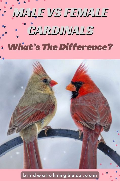 Female Cardinals, Female Cardinal, Male Vs Female, Cardinal Bird, Black Face Mask, Cardinal Birds, Birdwatching, The Birds, Bird Watching