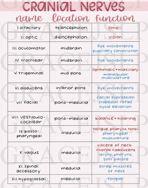 Speech Language Pathology Anatomy, Slp Anatomy, Slp Study Notes, Slp Ideas, Speech Anatomy, Slp Praxis Cheat Sheets, Acute Care Slp, Medical Slp, Slp Grad School