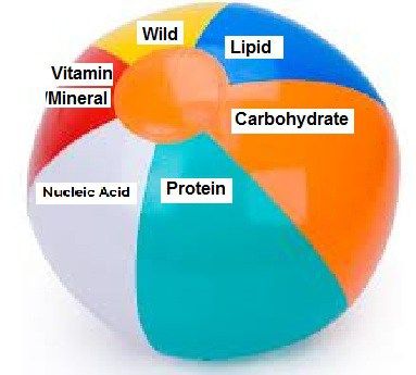 Beach Ball Warm Up closure Macromolecules Biology, Biology Activities High School, High School Biology Classroom, Biology Vocabulary, Biology Activities, Study Games, Stem Experiments, Biology Resources, Biology Classroom