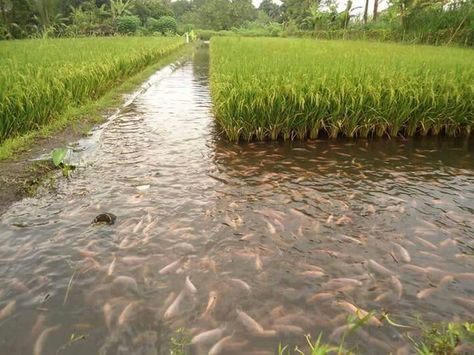 Rice and Fish Farming Aquaponics Kit, Fish Farming, The More You Know, History Facts, Things To Know, Funny Facts, Mind Blown, Just In Case, Did You Know