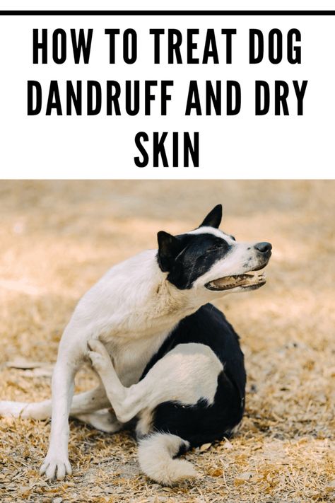 Dog dandruff is a very common problem and one that may be related to a wide variety of health issues. #pets #dogdandruff Dog Dandruff Remedy Diy, Dog Dander Remedy, Dog Dandruff Remedy, Anti Itch For Dogs, Dog Losing Hair, Dog Dandruff, How To Treat Dandruff, Dandruff Remedy, Getting Rid Of Dandruff