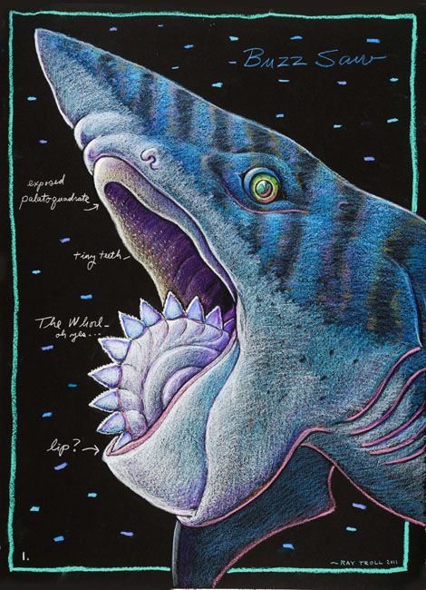 Buzz Saw shark by Ray Troll Saw Shark, Buzz Saw, Blue Alien, Lovely Animals, Human Male, Dinosaur Art, Drawing Reference, Google Search, Drawings