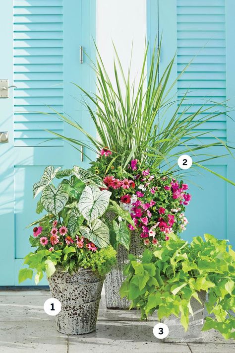 Container Plants For Sunny Areas, Plants In Pots Around The Pool, Sunny Container Garden Ideas, Pool Container Plants, Flower Pots In Landscaping Beds, Full Sun Planter Ideas Container Plants, Porch Planters Full Sun, Outdoor Plants Arrangements, 3 Planters Together