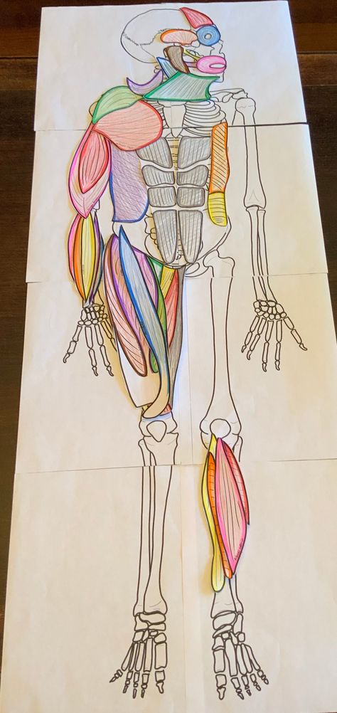 Muscular System Project, Muscular System Activities, Skeletal System Project, Anatomy Classroom, Human Body Systems Projects, Body Systems Project, Human Body Crafts, Human Body Muscles, 3d Learning