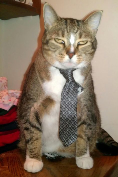 20 Cats Who Got Ties For Father's Day Hang In There Cat, I Miss My Cat, Business Cat, I Hate Mondays, Hang In There, Angry Cat, Not Happy, Cat Costumes, Grumpy Cat